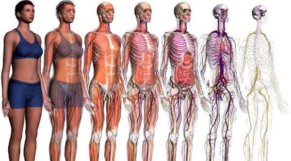 Anatomia-e-fisiologia